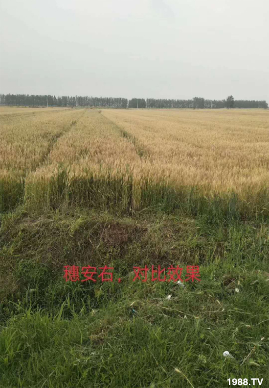 小麥赤霉病危害特點，防治小麥赤霉病用什么藥？