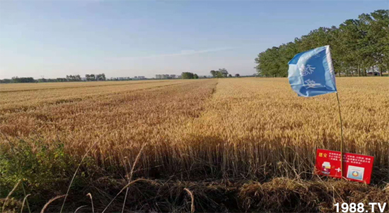 小麥赤霉病危害特點，防治小麥赤霉病用什么藥？