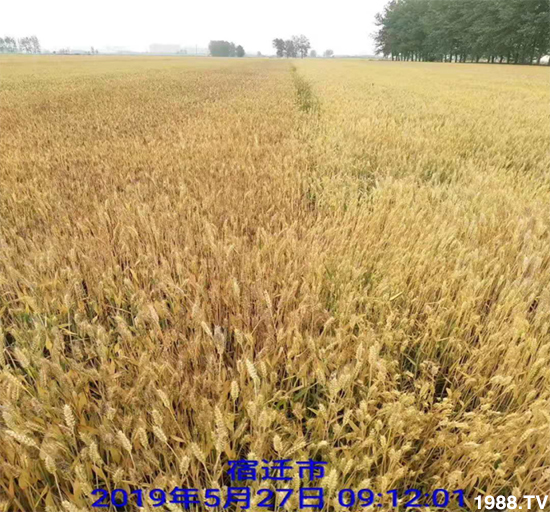 小麥赤霉病危害特點，防治小麥赤霉病用什么藥？