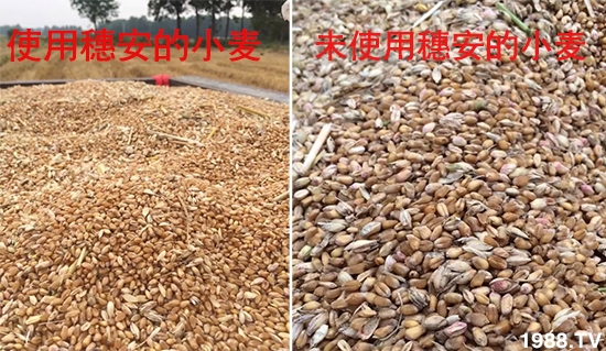 小麥赤霉病危害特點，防治小麥赤霉病用什么藥？