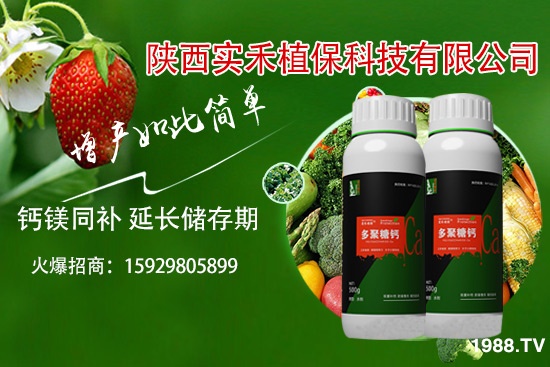 西紅柿卷葉是什么原因，西紅柿卷葉防治措施有哪些？