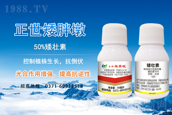 小麥冬前旺長有什么危害？采取什么措施能有效防徒長？