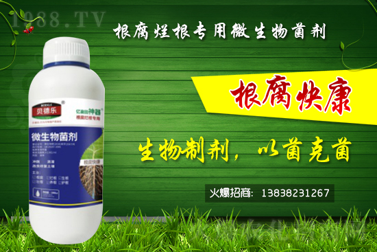 微生物菌劑可以治根腐病嗎？怎么選擇？