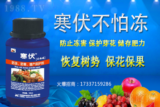 小麥凍害發(fā)生后該怎么辦？補救措施有哪些？小麥凍害和藥害如何區(qū)分？