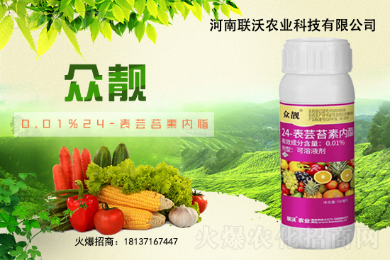 草莓膨果期著色期，如何快速膨果、均勻上色？