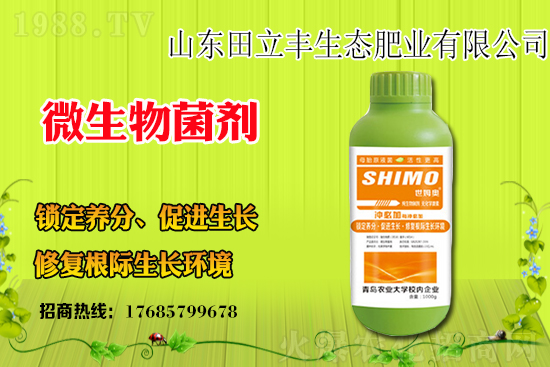 板藍(lán)根該如何種植？板藍(lán)根種植前景和效益怎么樣？