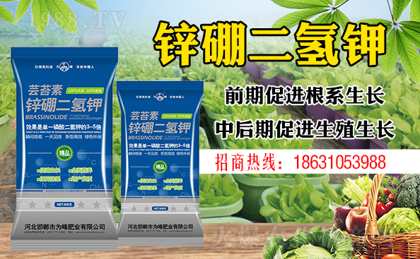 盆栽平安樹該怎樣澆水？澆什么水好？