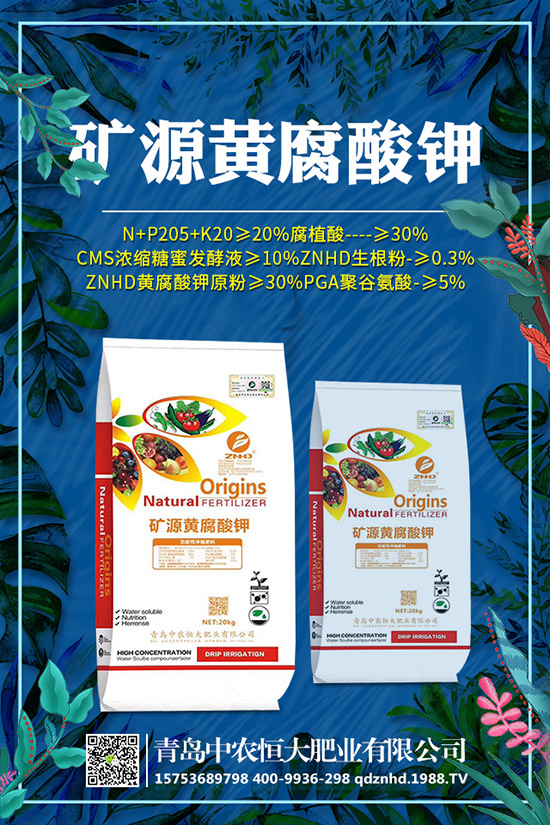 早春菠菜種植技術(shù)有哪些，田間管理要注意什么？