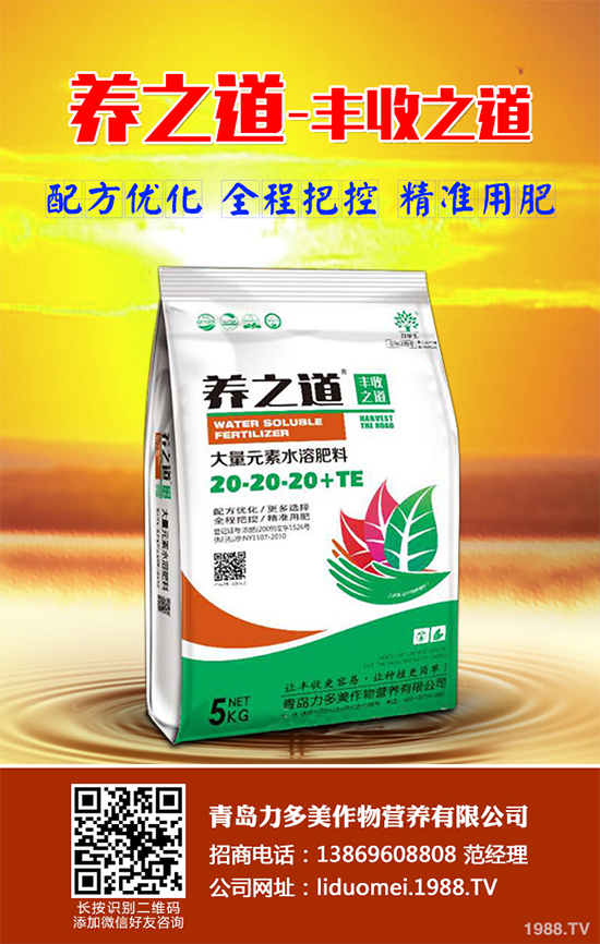 板藍(lán)根該如何種植？板藍(lán)根高產(chǎn)種植技術(shù)要點(diǎn)