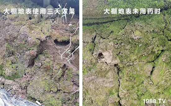 大棚地表使用三天效果和大棚地表未用藥時(shí)！