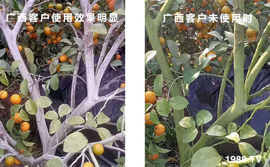 廣西客戶使用效果明顯和未使用時(shí)！