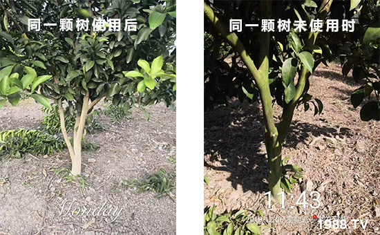 同一顆樹使用后和同一顆樹未使用時(shí)！