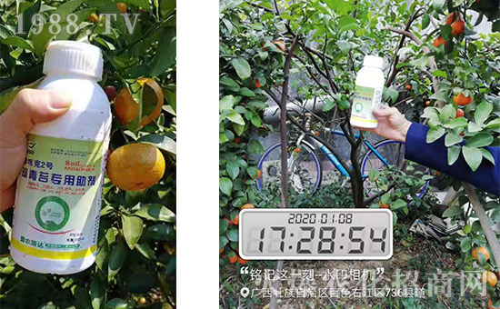 產(chǎn)品和果樹合影！