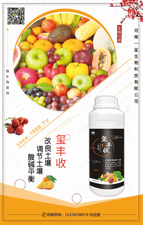 檳榔芋怎么種植？檳榔芋種植技術(shù)！