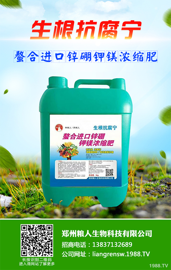 三葉青該如何種植？中藥材三葉青高產(chǎn)種植技術(shù)要點(diǎn)