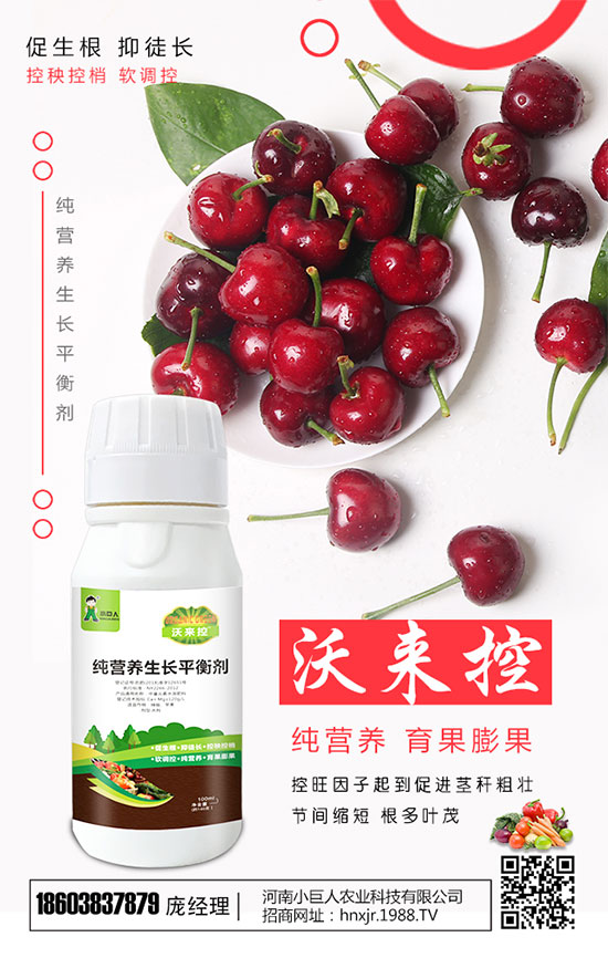 西葫蘆什么時間種植好？西葫蘆怎樣栽培才能高產(chǎn)？