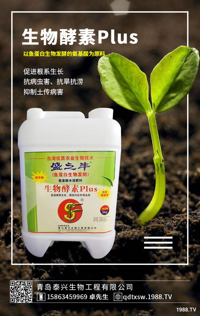 卷心菜該如何挑選？卷心菜的選購(gòu)技巧及功效作用