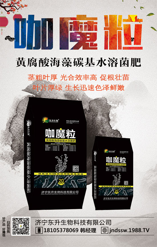 小香芹什么間種植時(shí)？小香芹種植方法要點(diǎn)！