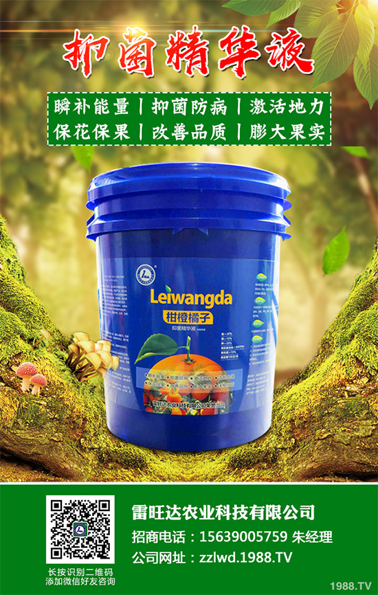 魚腥草市場價格多少錢一斤？2020年魚腥草的種植效益分析