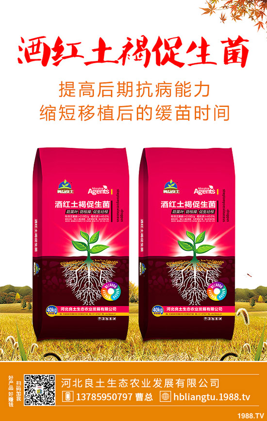 莧菜什么時(shí)候種植較好？莧菜的種植技術(shù)與田間管理