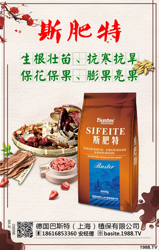 西瓜苗幾月份移栽，西瓜苗定植移栽技術(shù)及注意事項！