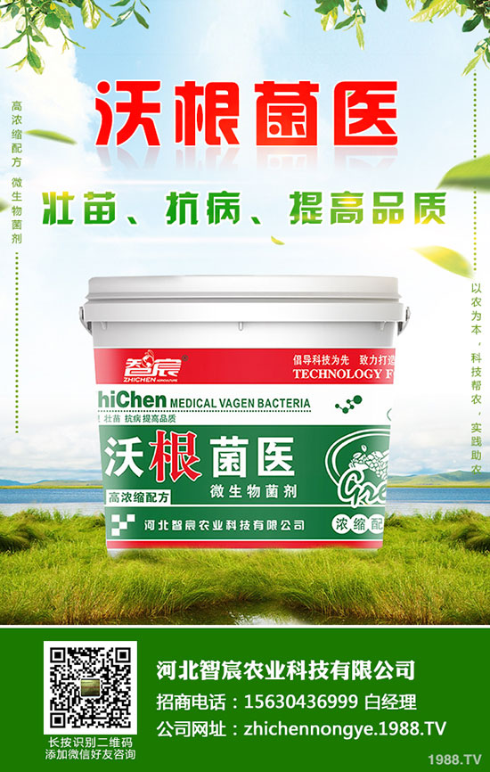 馬鈴薯增產(chǎn)妙招！馬鈴薯施鉀肥增產(chǎn)效果好