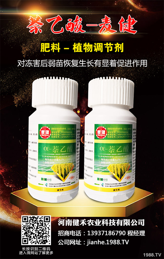 清水蓮菜該如何種植？怎樣才能獲得高產？清水蓮菜高產種植技術！