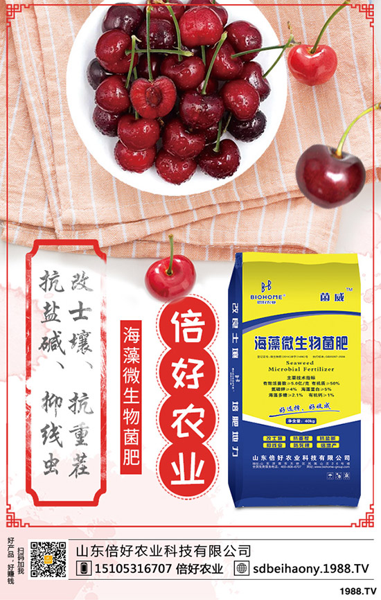     棉花的生長周期多少天？棉花生長各個時期的表現(xiàn)有哪些？