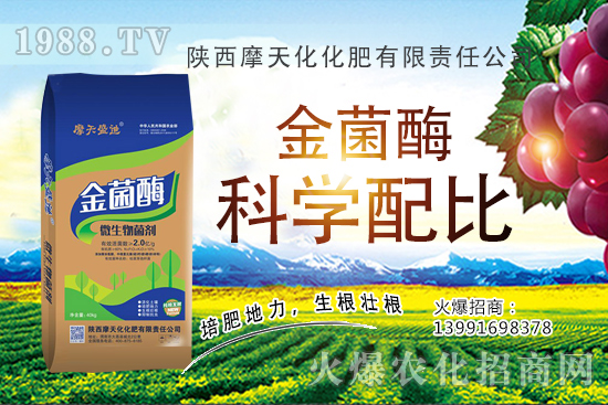 2020生姜種植前景怎么樣？生姜種子多少錢一斤？