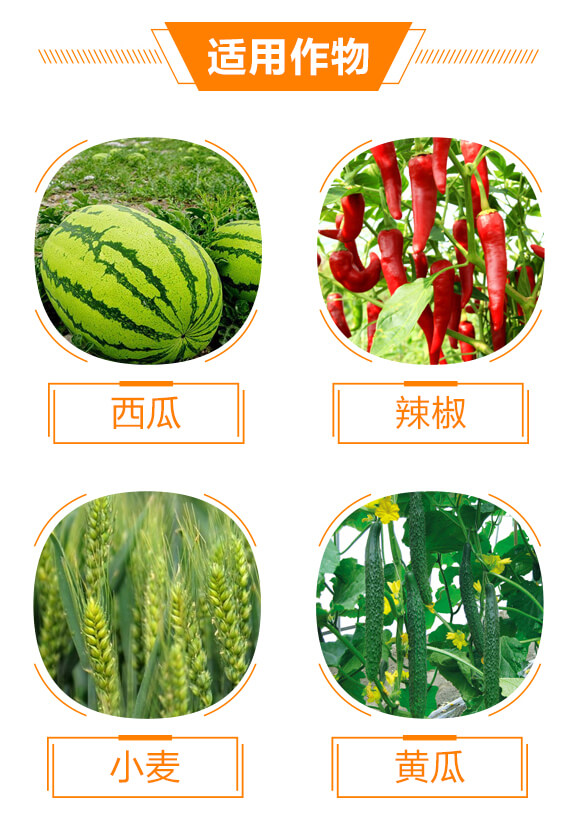 300克每升苯醚·丙環(huán)唑-生之藍(lán)-生農(nóng)世澤_04