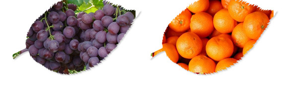 碳?xì)浜朔?紅藻門-碳?xì)鋰H_04