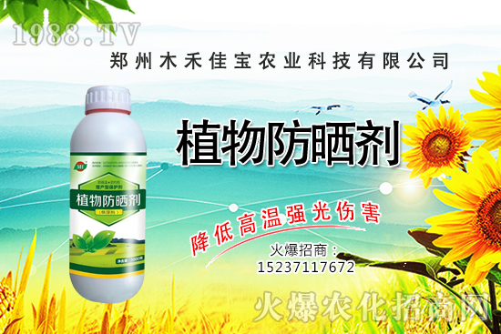 香樟樹種植栽培要點有哪些,香樟樹移栽方法!