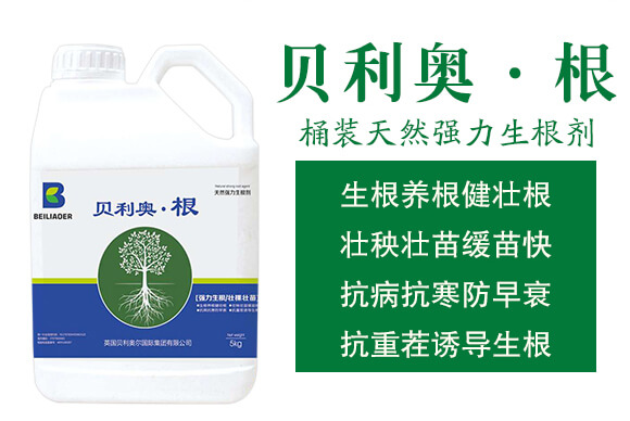 桶裝天然強力生根劑-貝利奧·根-海拉維_02