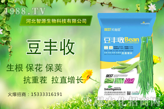 用了“豆豐收”，豆角拉直增長產(chǎn)量高？豆豐收有什么優(yōu)勢？