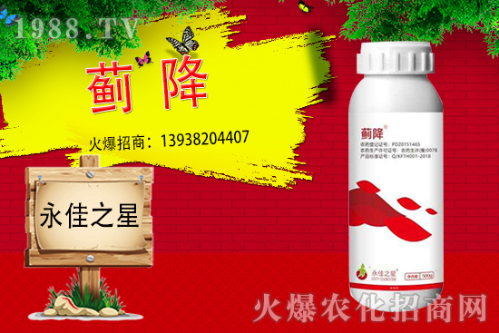 薊馬危害癥狀有哪些？用什么藥能有效防治？