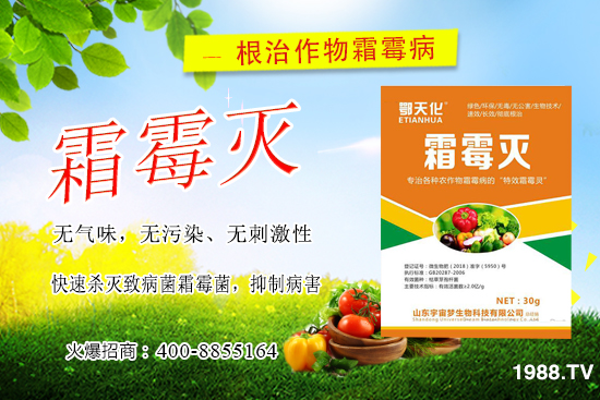 黃瓜霜霉病嚴(yán)重怎么辦，怎樣巧治黃瓜霜霉病？