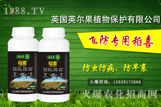 警惕！水稻早衰現(xiàn)象危害大！水稻早衰是什么原因，該怎么防治？