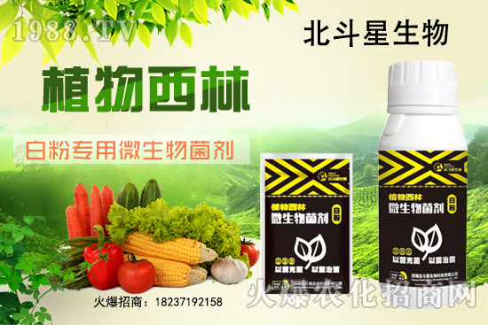 微生物菌劑為什么能防治白粉??？白粉專用微生物菌劑有什么特點(diǎn)？