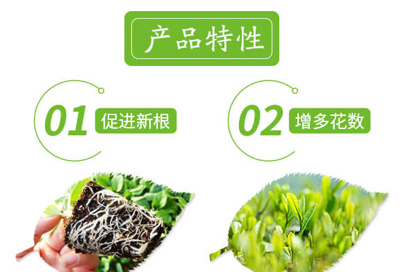 特優(yōu)硼-芽滿花-愛農斯達_04