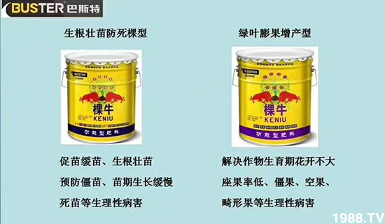    如何讓種植變得更輕松？一個套餐，全面配方，巴斯特大姜營養(yǎng)套餐方案！