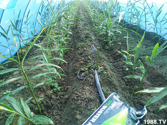     如何讓種植變得更輕松？一個套餐，全面配方，巴斯特大姜營養(yǎng)套餐方案！