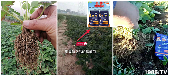     如何讓種植變得更輕松？一個套餐，全面配方，巴斯特大姜營養(yǎng)套餐方案！