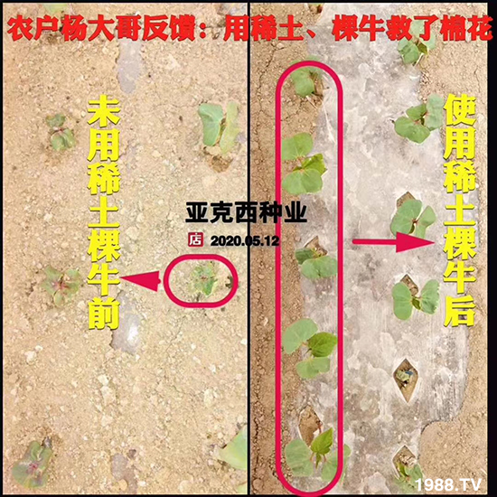     如何讓種植變得更輕松？一個套餐，全面配方，巴斯特大姜營養(yǎng)套餐方案！