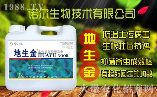 黃花菜種子怎么采集？黃花菜種苗價格多少錢一株？