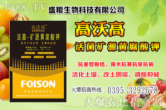人參果畝產(chǎn)效益是多少？人參果的種植與管理技術！
