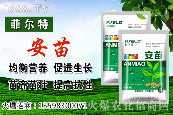 燈籠果生長對環(huán)境的要求，燈籠果種植及采收技術(shù)！