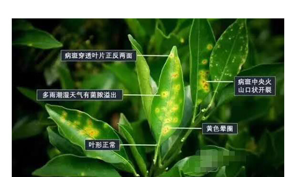 枯草芽孢桿菌-一包金-英爾果_05