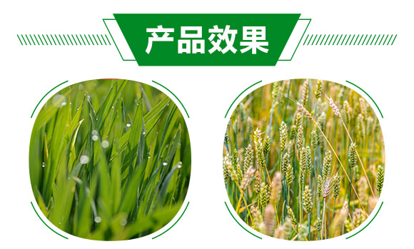 薊馬、跳甲生物制劑-薊甲3號-悅地豐生物_05