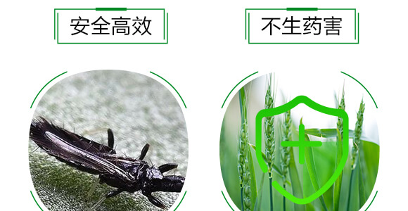 薊馬、跳甲生物制劑-薊甲3號-悅地豐生物_06
