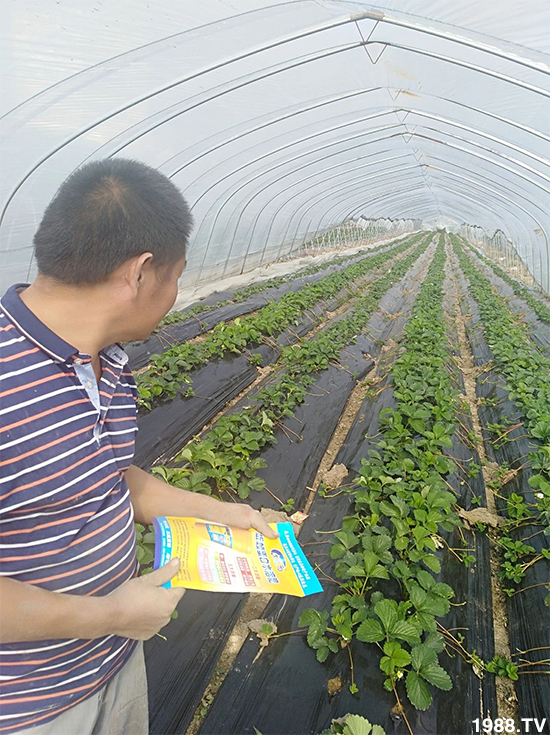 水溶肥市場大變革??？海藻精、魚蛋白將被它代替！1000多用戶鼎力推薦！